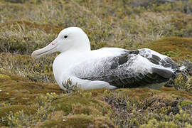 Southern Royal Albatross