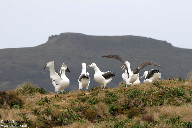 Albatros royal, habitat, Comportement