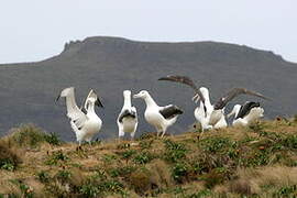 Southern Royal Albatross