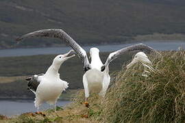 Southern Royal Albatross