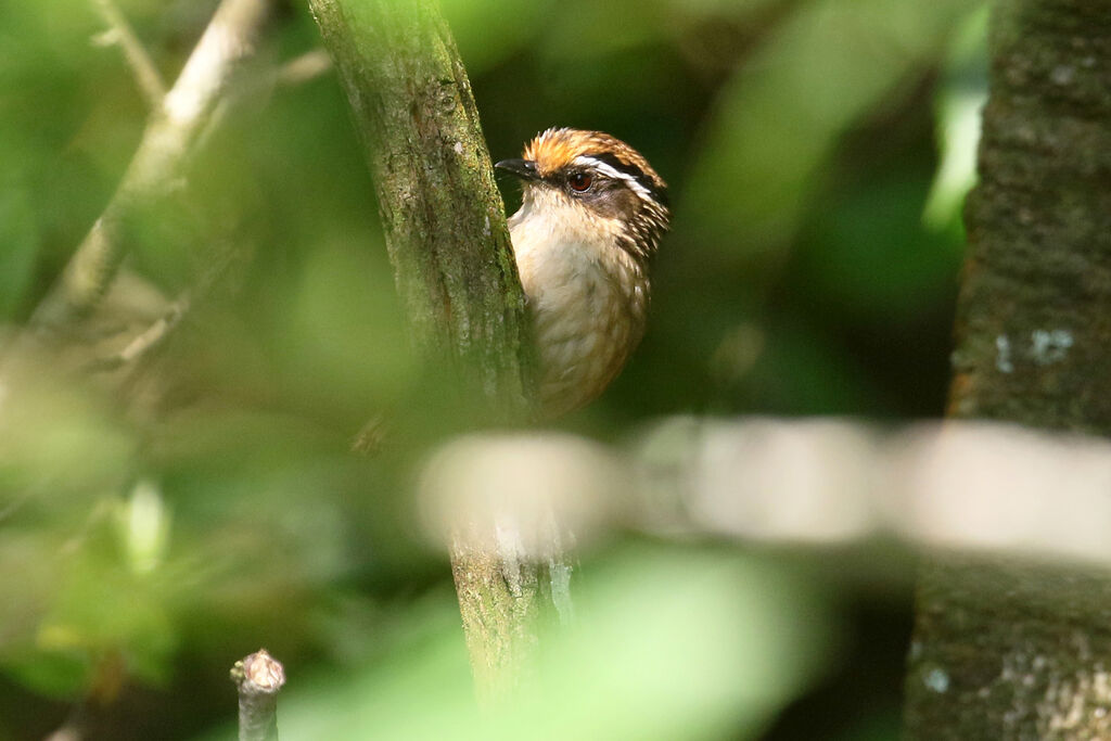 Rusty-capped Fulvettaadult