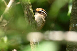 Rusty-capped Fulvetta