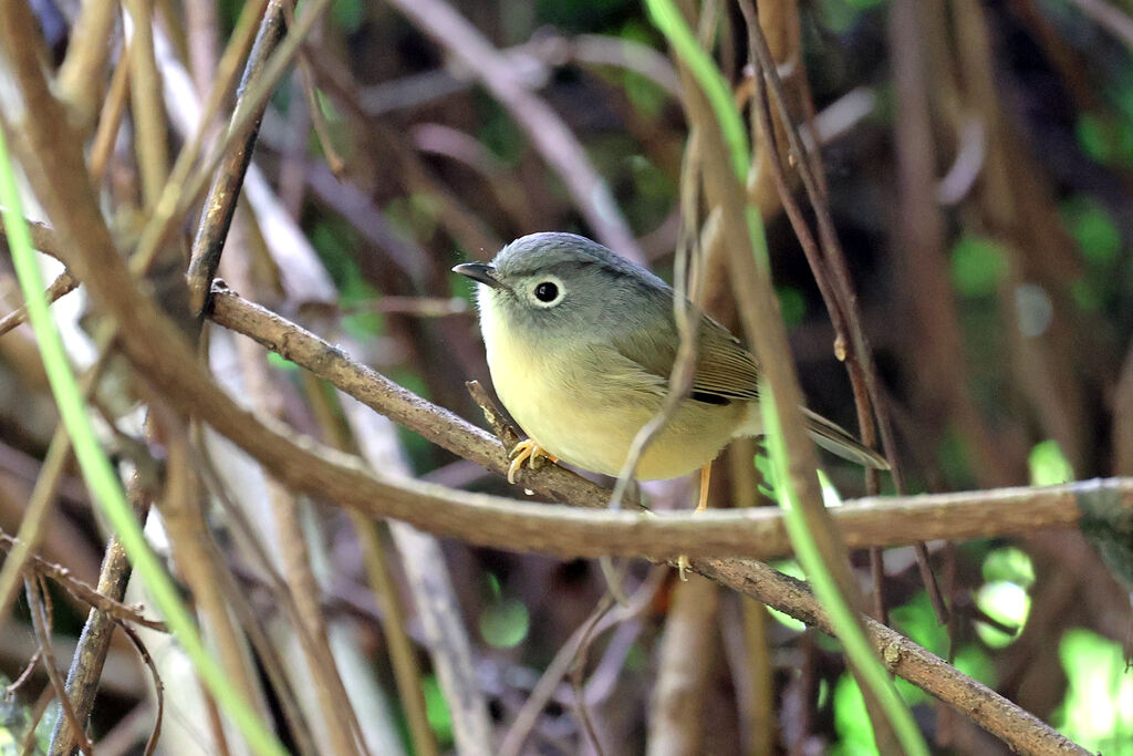 Grey-cheeked Fulvetta