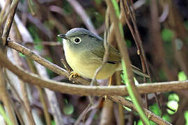 Grey-cheeked Fulvetta