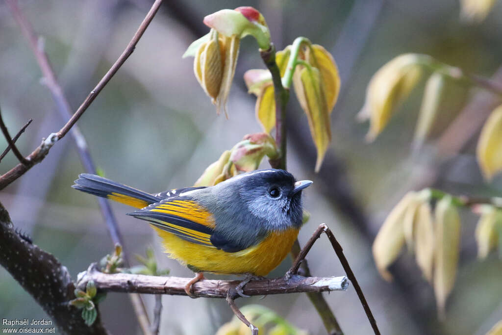 Golden-breasted Fulvettaadult breeding, habitat