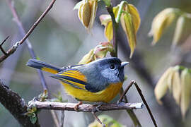 Golden-breasted Fulvetta