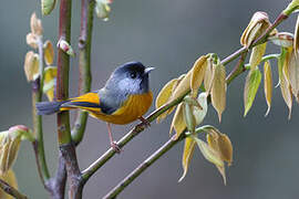 Golden-breasted Fulvetta