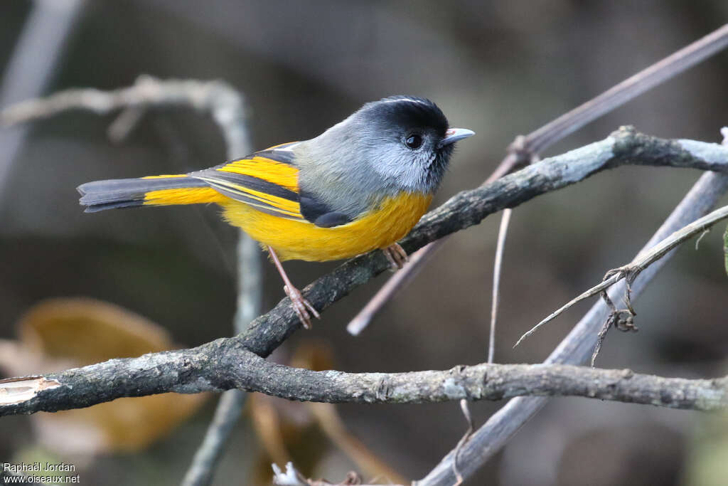 Golden-breasted Fulvettaadult breeding, identification