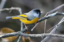 Golden-breasted Fulvetta