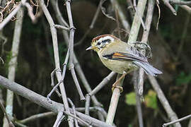 Rufous-winged Fulvetta