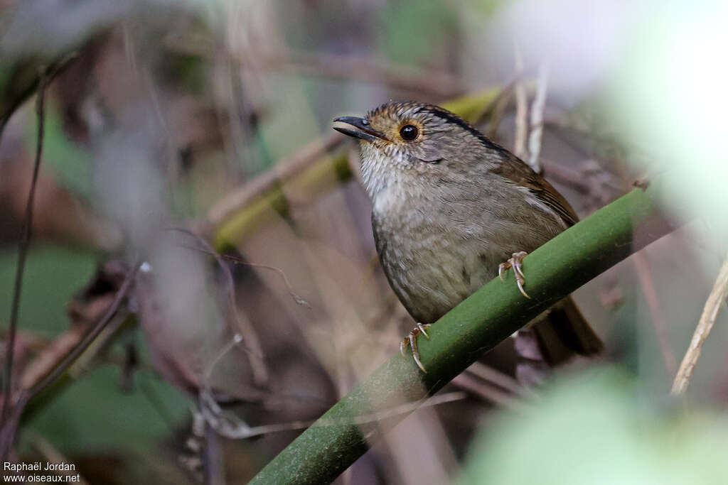 Dusky Fulvetta, identification