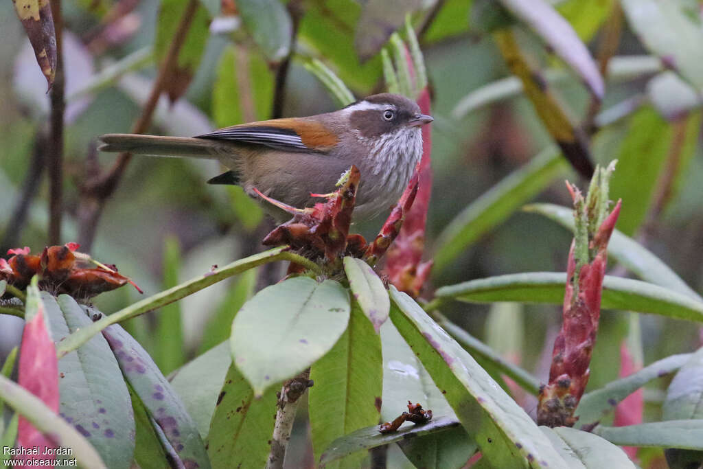 White-browed Fulvettaadult, identification