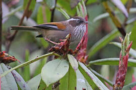 White-browed Fulvetta