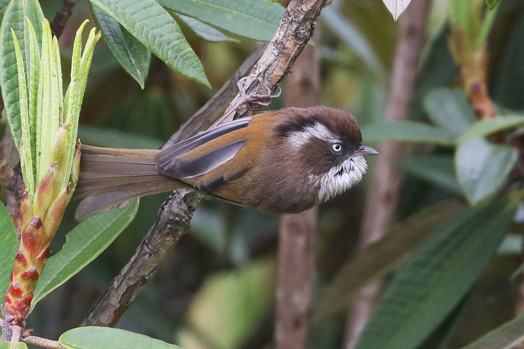 White-browed Fulvettaadult