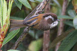 White-browed Fulvetta