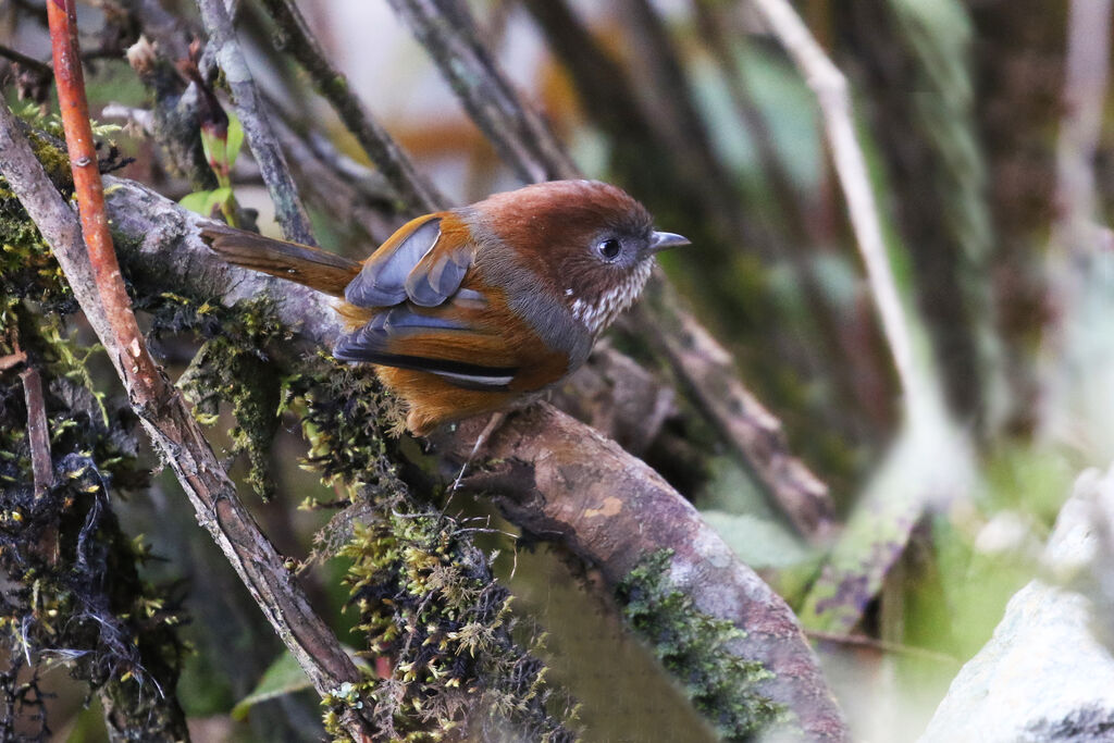 Brown-throated Fulvettaadult breeding