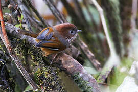 Brown-throated Fulvetta