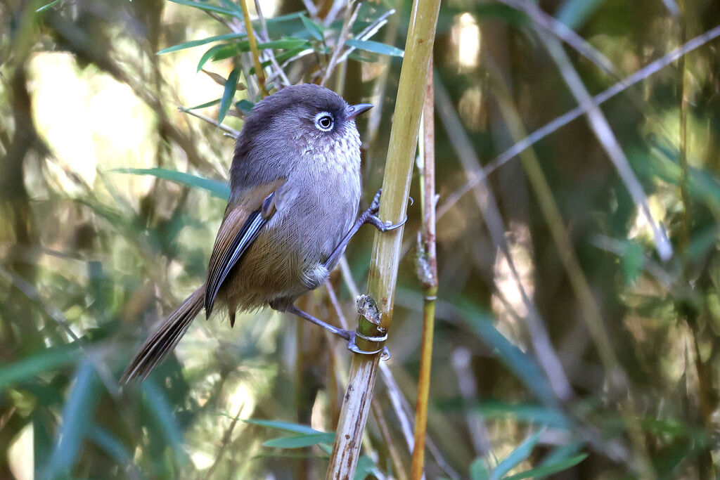 Taiwan Fulvetta