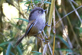 Taiwan Fulvetta