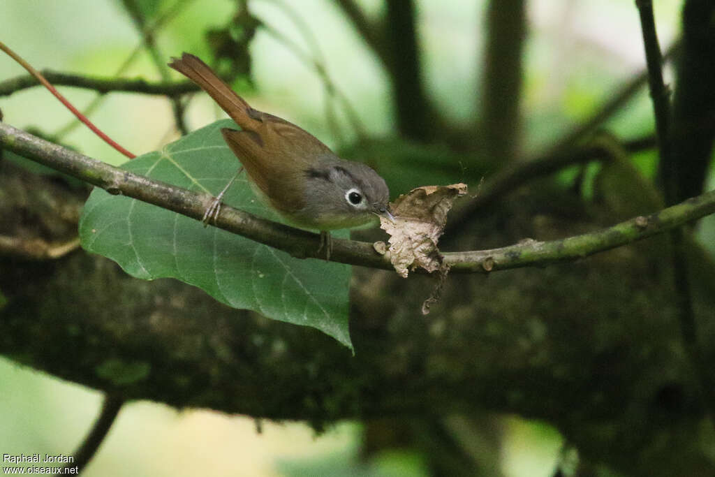 Nepal Fulvettaadult, identification