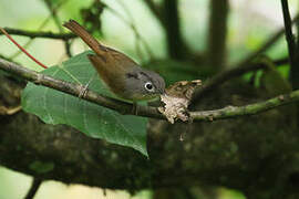 Nepal Fulvetta