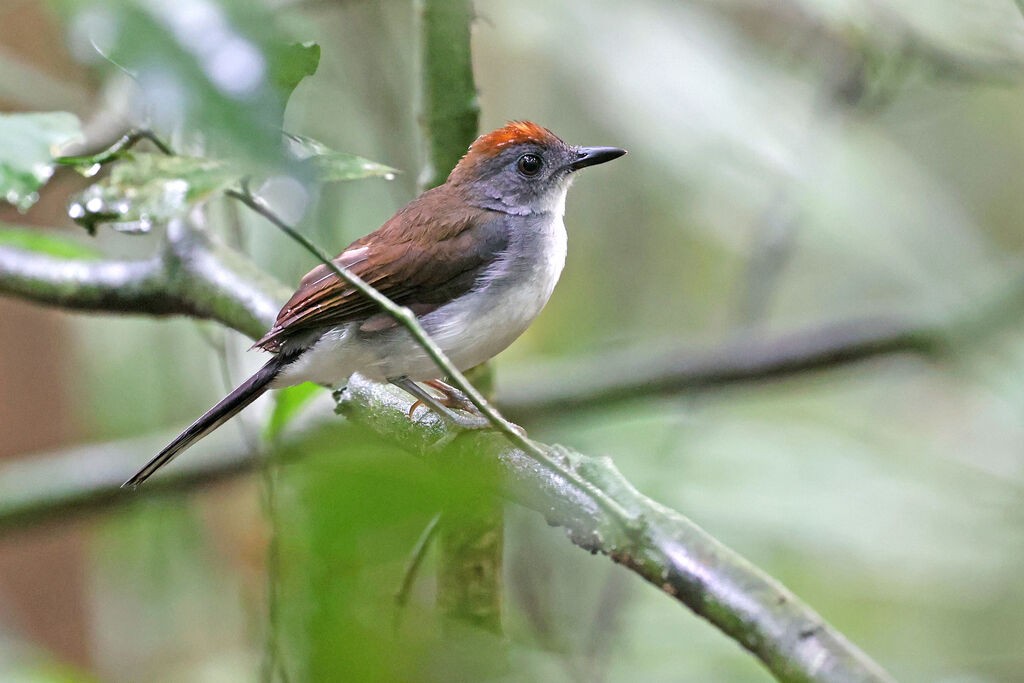 White-tailed Aletheadult