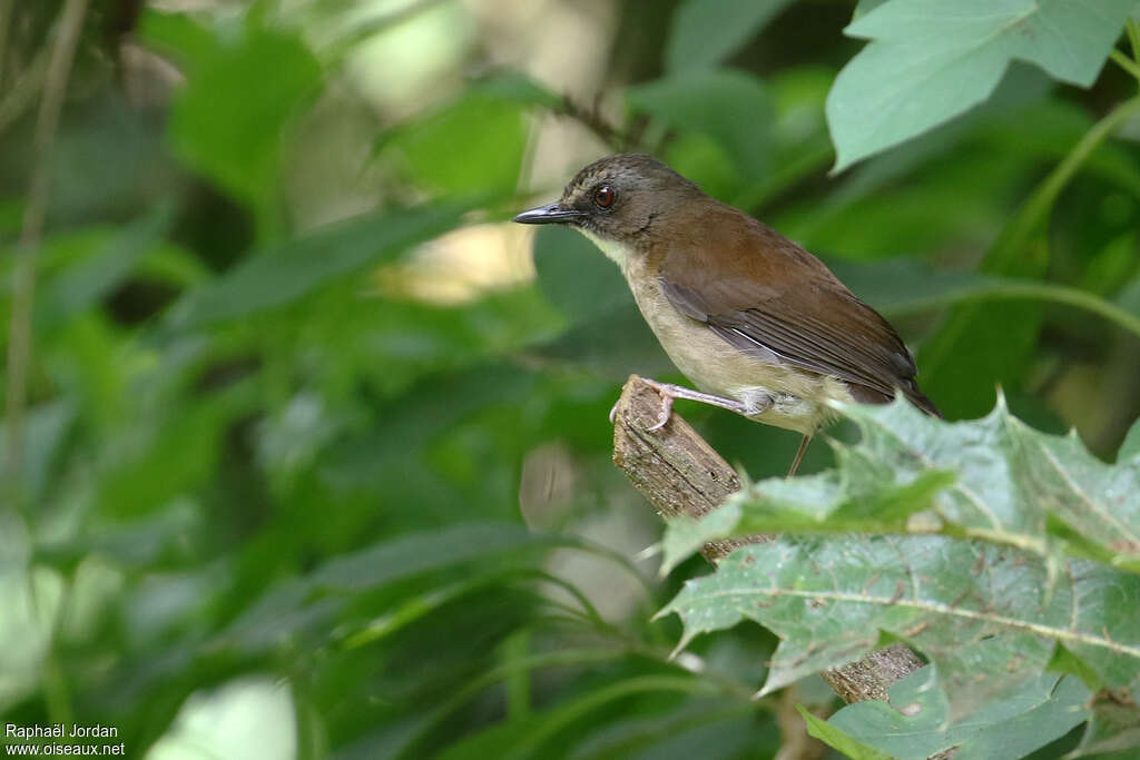 Brown-chested Aletheadult, habitat, pigmentation