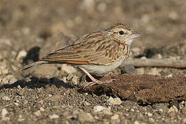 Indian Bush Lark