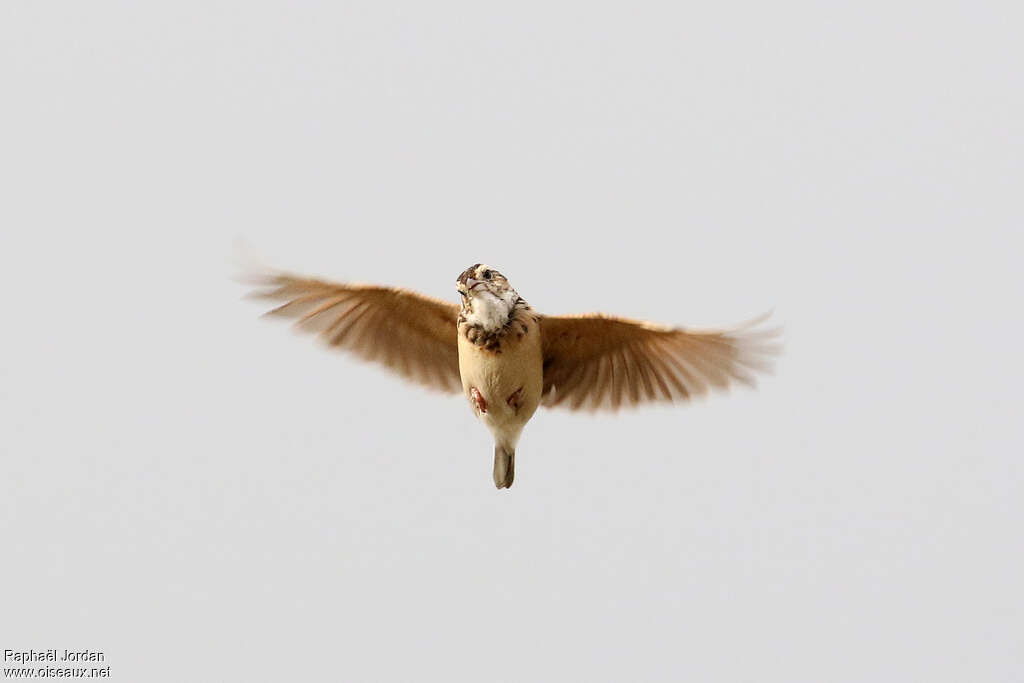 White-tailed Larkadult, pigmentation, Flight, song