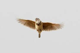 White-tailed Lark