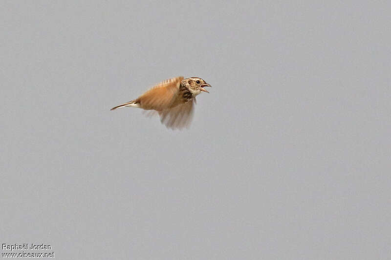 White-tailed Lark male adult, Flight, song