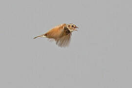 White-tailed Lark