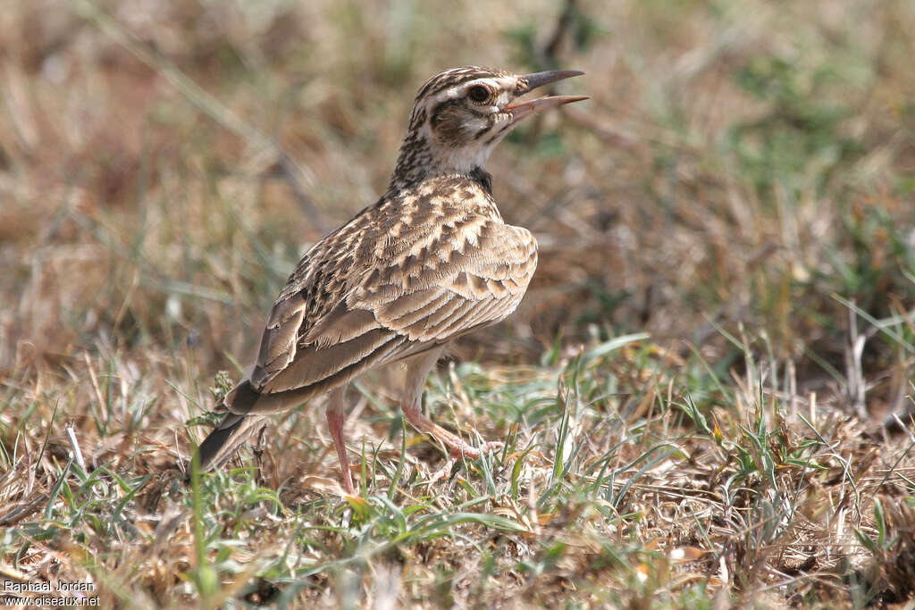 Short-tailed Larkadult, pigmentation, walking