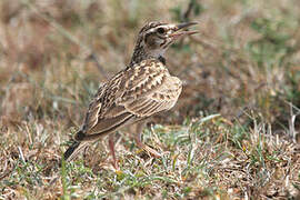 Short-tailed Lark