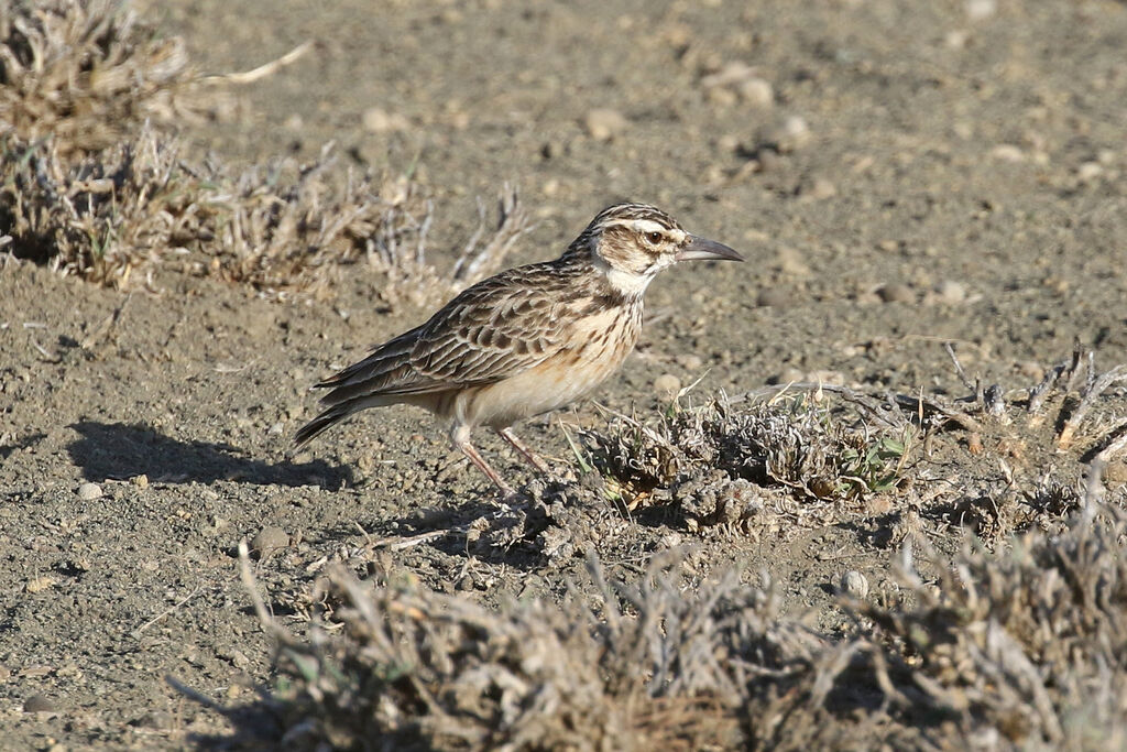 Short-tailed Larkadult, identification