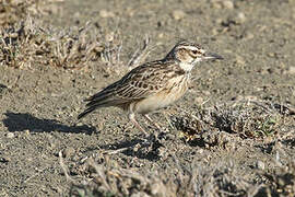 Short-tailed Lark