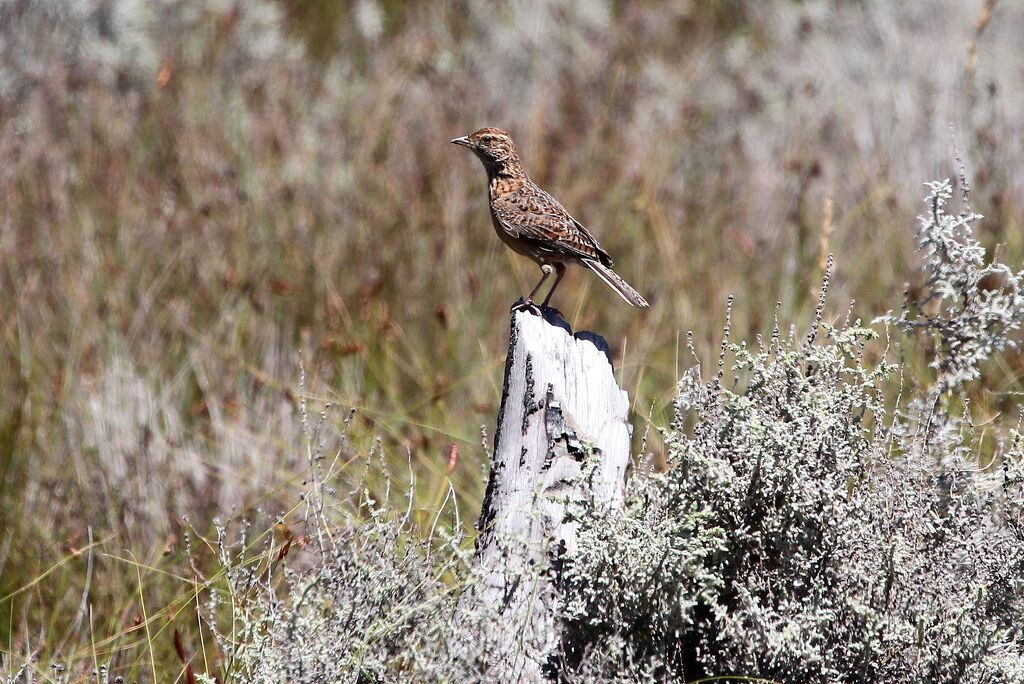 Cape Clapper Lark male adult breeding