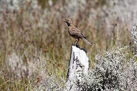 Cape Clapper Lark