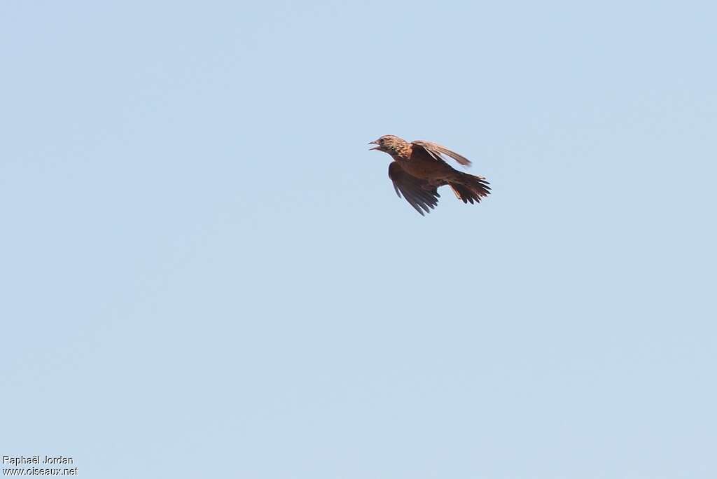 Cape Clapper Lark male adult breeding, Flight, song