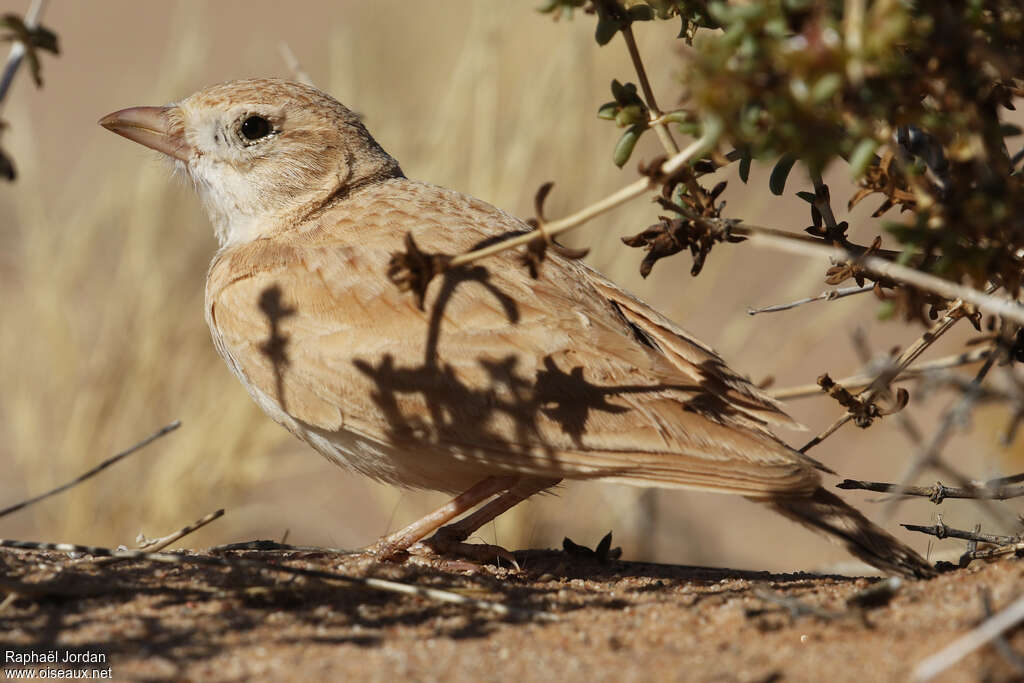 Dunn's Larkadult, close-up portrait