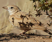 Dunn's Lark