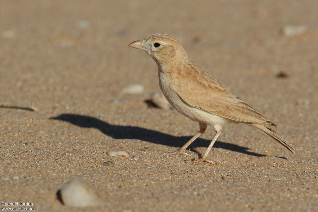 Alouette de Dunnadulte, identification