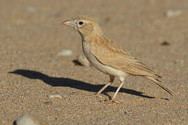 Dunn's Lark