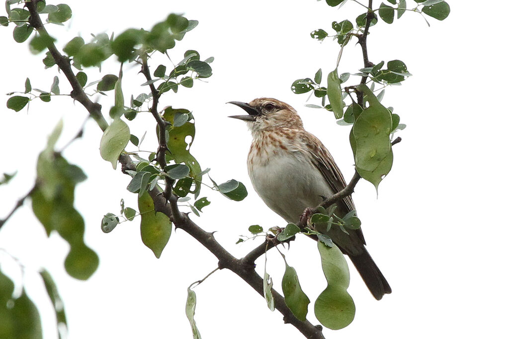 Gillett's Larkadult, song