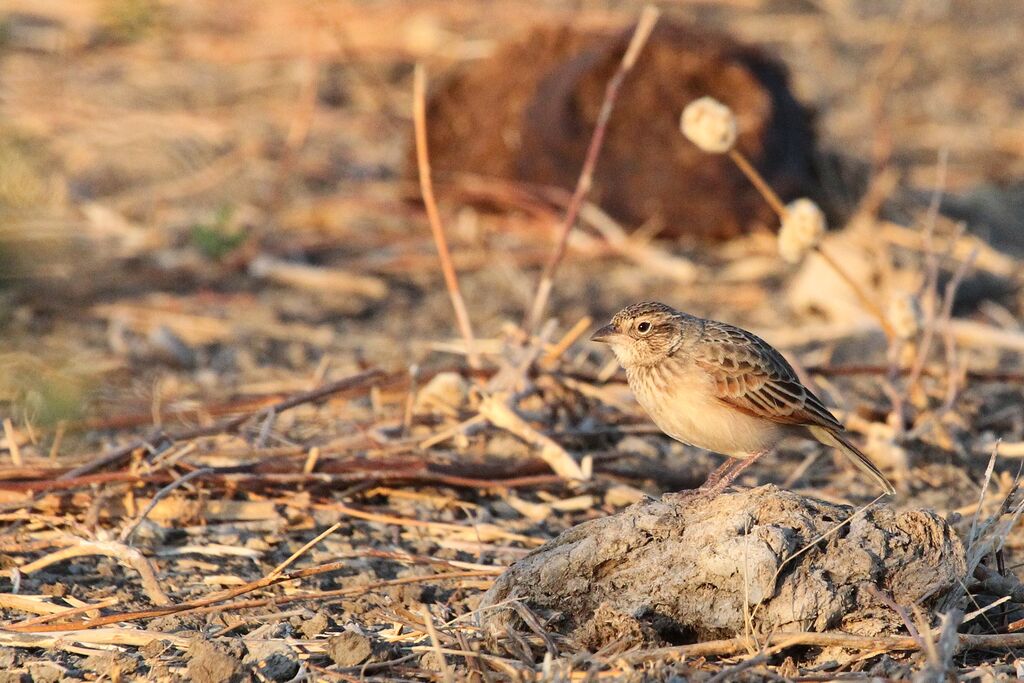 Singing Bush Lark