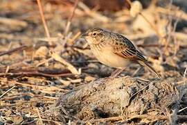 Horsfield's Bush Lark