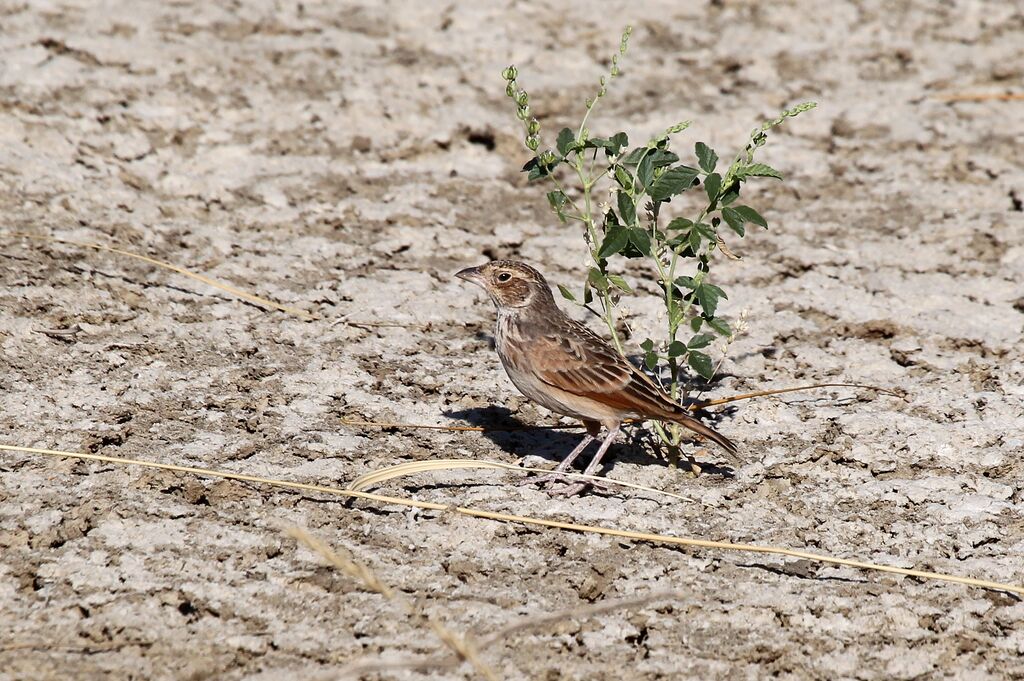 Singing Bush Larkadult