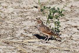 Horsfield's Bush Lark