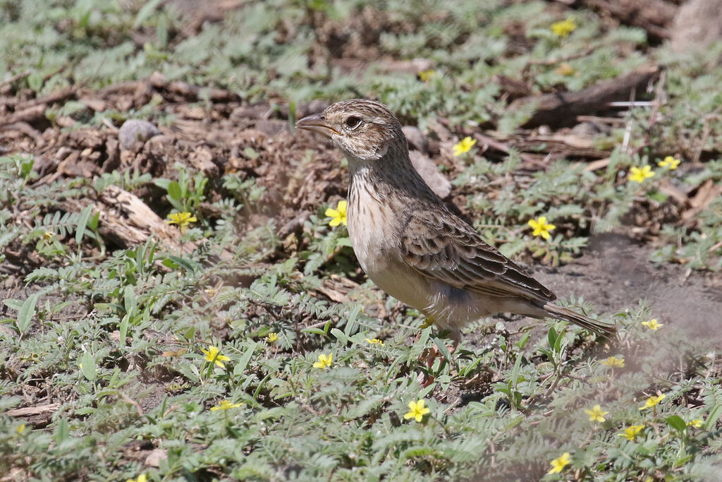 Singing Bush Larkadult, walking, fishing/hunting