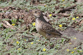 Horsfield's Bush Lark